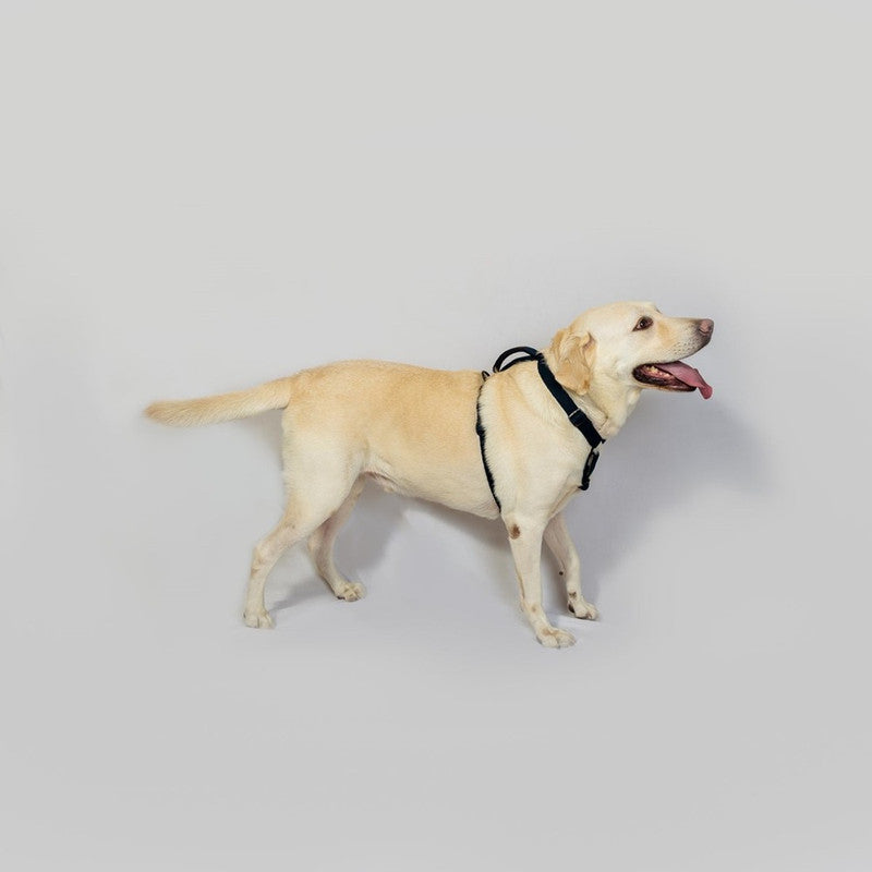 Petwale Navy Blue H-Harness (Large) - Image 4