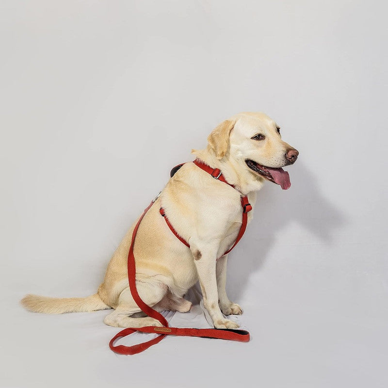 Petwale Red H-Harness (Large) - Image 2