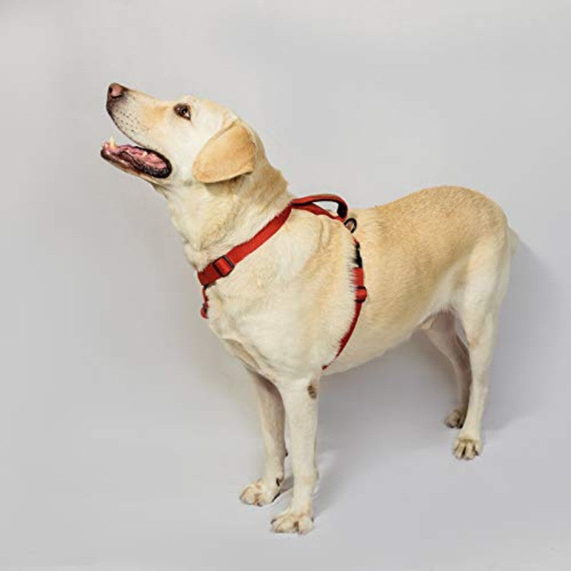 Petwale Red H-Harness (Large) - Image 3