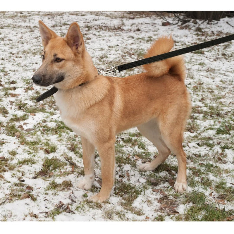 Trixie Classic Leash M-L Black - Image 6