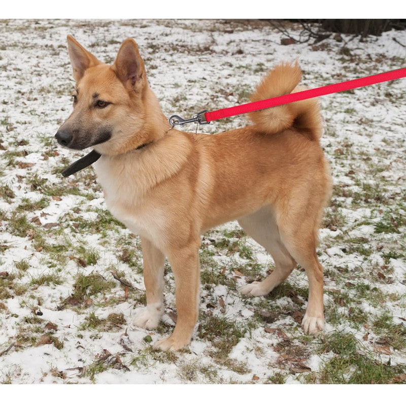 Trixie Classic Leash XS-S Red - Image 4