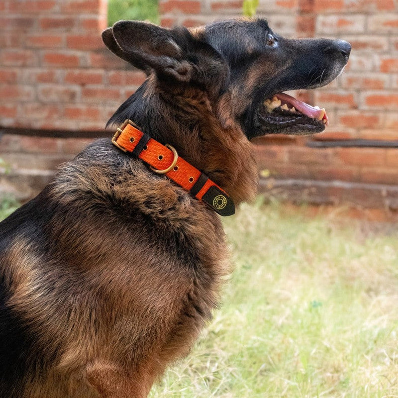 Vama Canvas Collar Orange L - Image 6