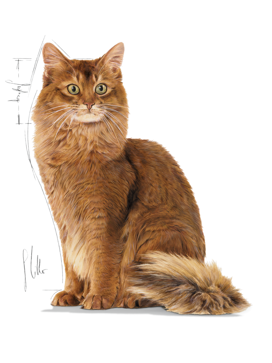 Royal Canin Light Weight Care Adult Cat Wet Food 85g - Image 4